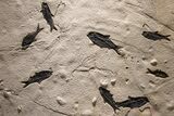 Museum Quality Fossil Fish Mortality Plate - Ready to Hang #370784-2